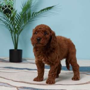 Elara, Miniature Poodle Puppy